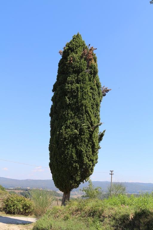 Certine Agriturismo Asciano Bagian luar foto