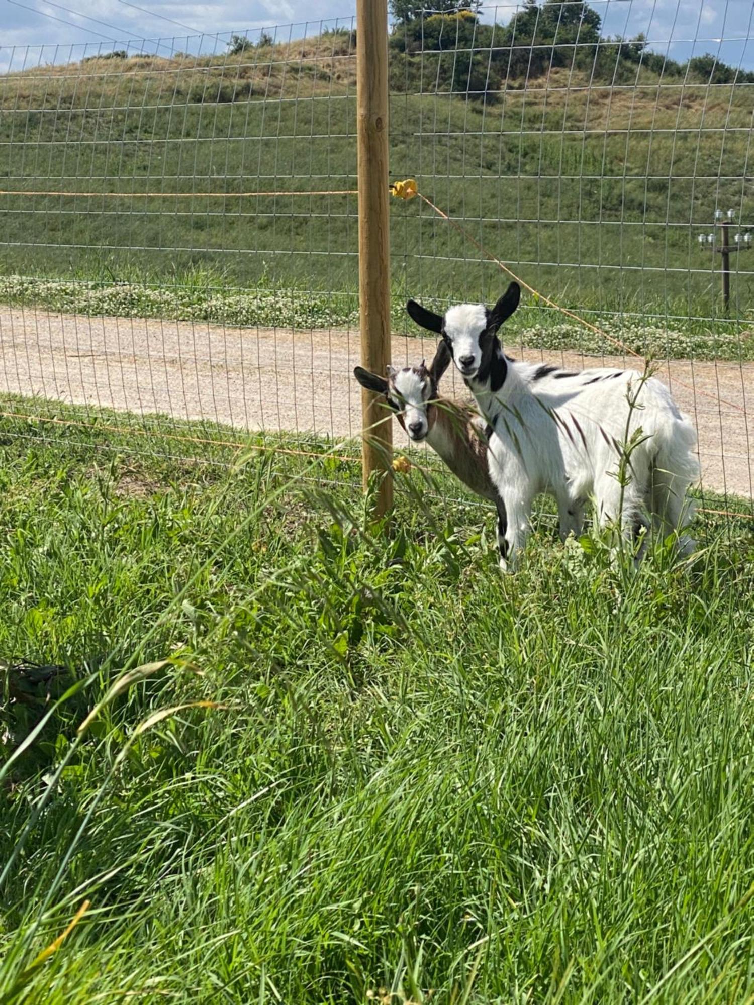 Certine Agriturismo Asciano Bagian luar foto