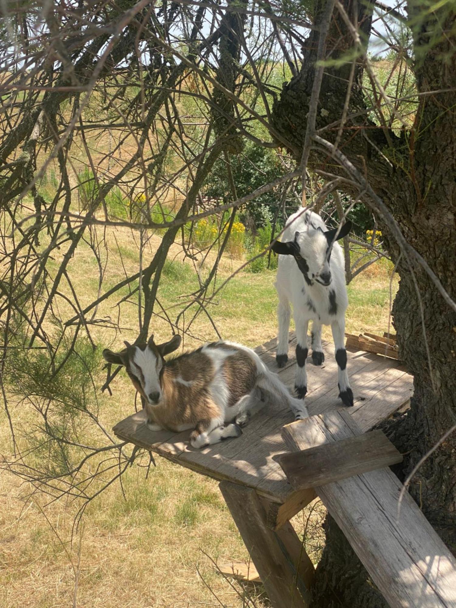Certine Agriturismo Asciano Bagian luar foto